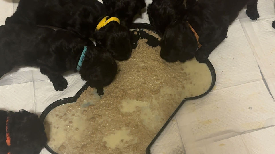 3 weeks first meal